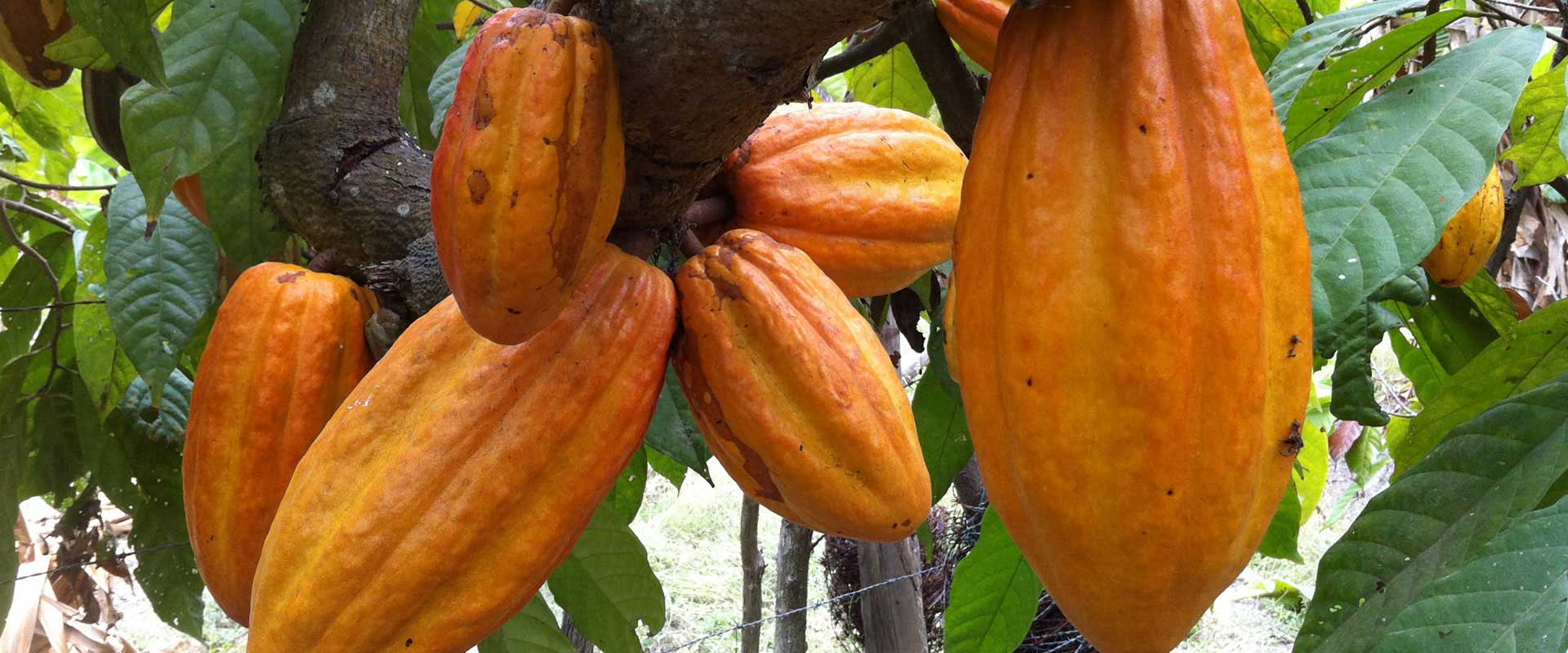 Cultivos de Cacao