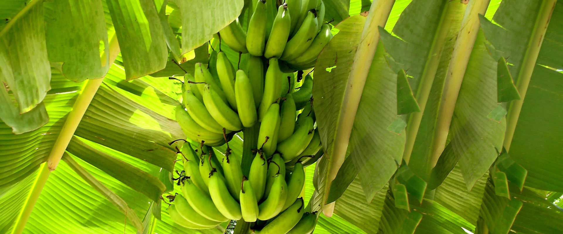 Cultivos de Banano