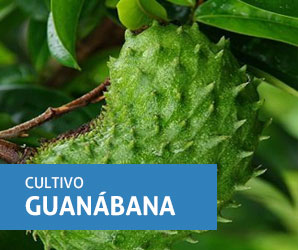 guanabanacon.jpg