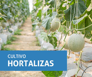 hortalizascon.jpg